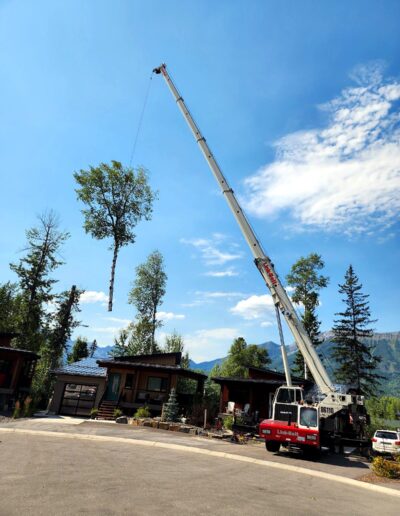 PJB Crane residential tree removal